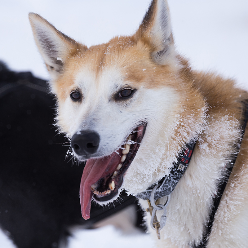 Is Alaskan Husky a Real Breed?