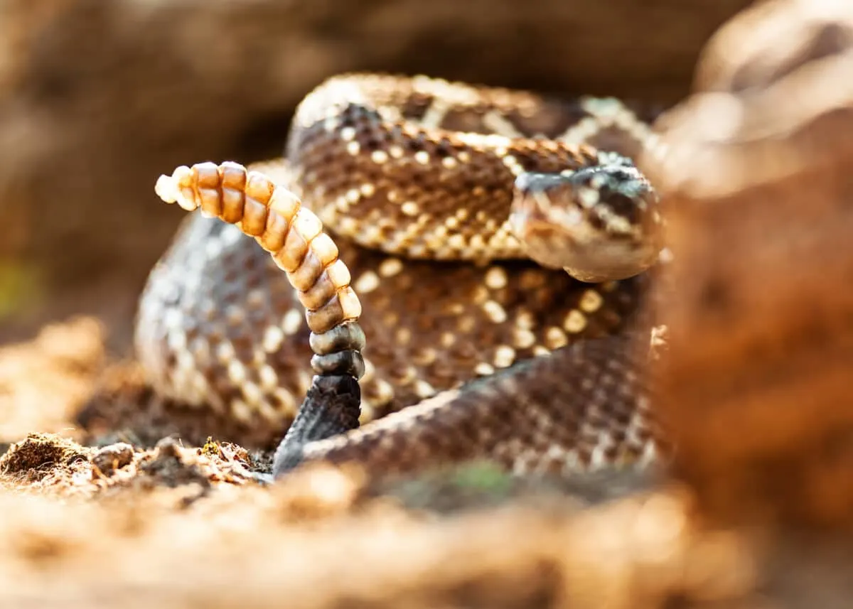 Poisonous South American rattlesnake (Crotalus durissus) with selective focus on the tail