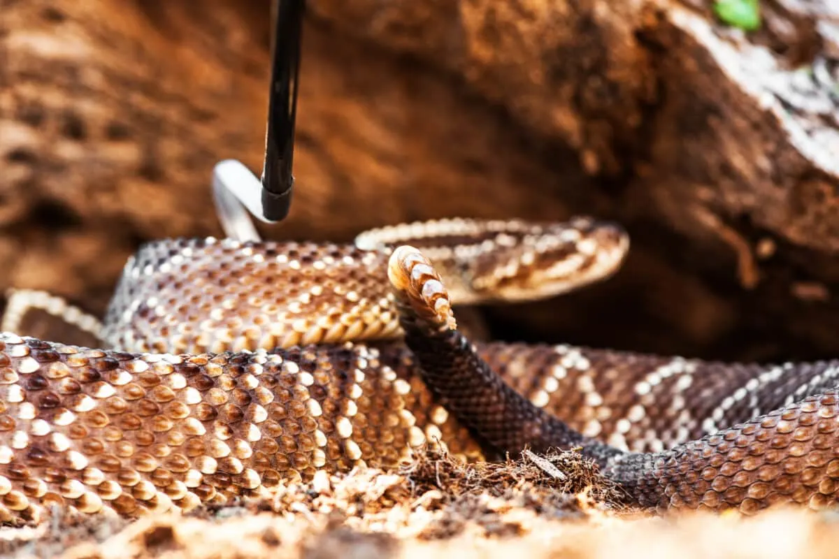 Deadly South American rattlesnake (Crotalus durissus) captured with hook