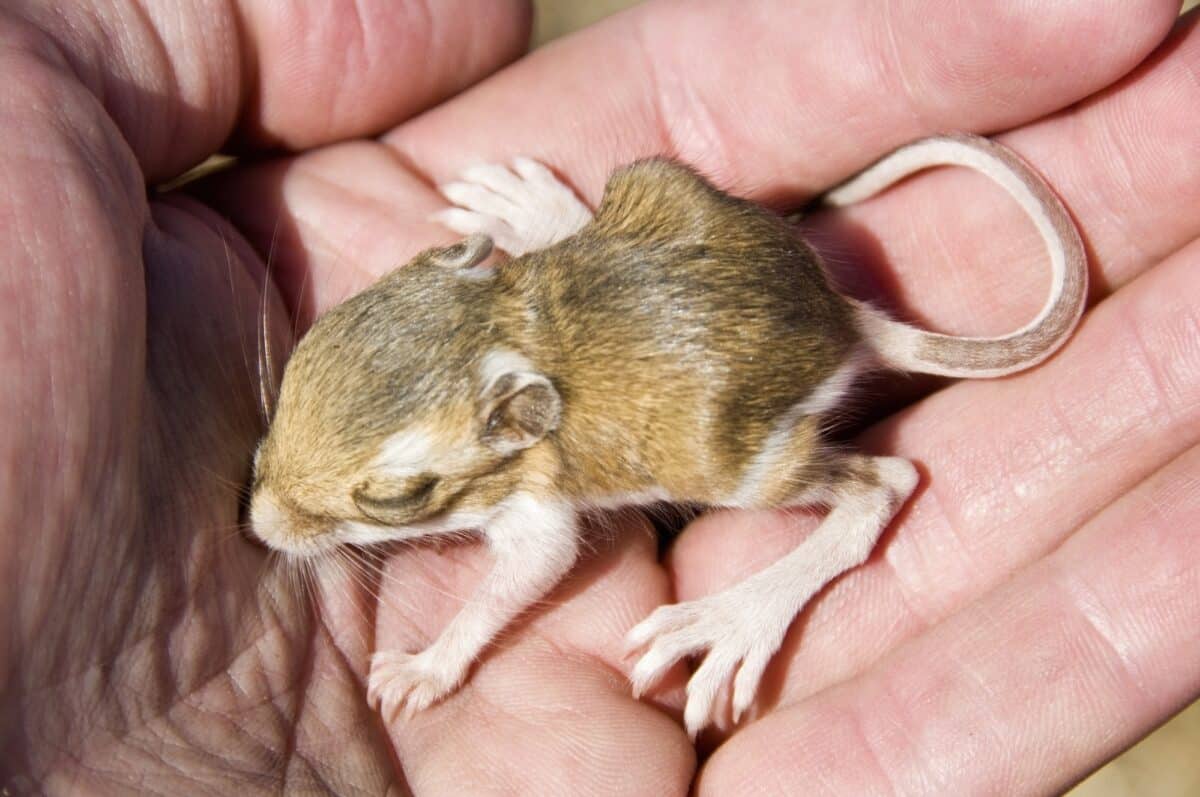 Kangaroo Rat