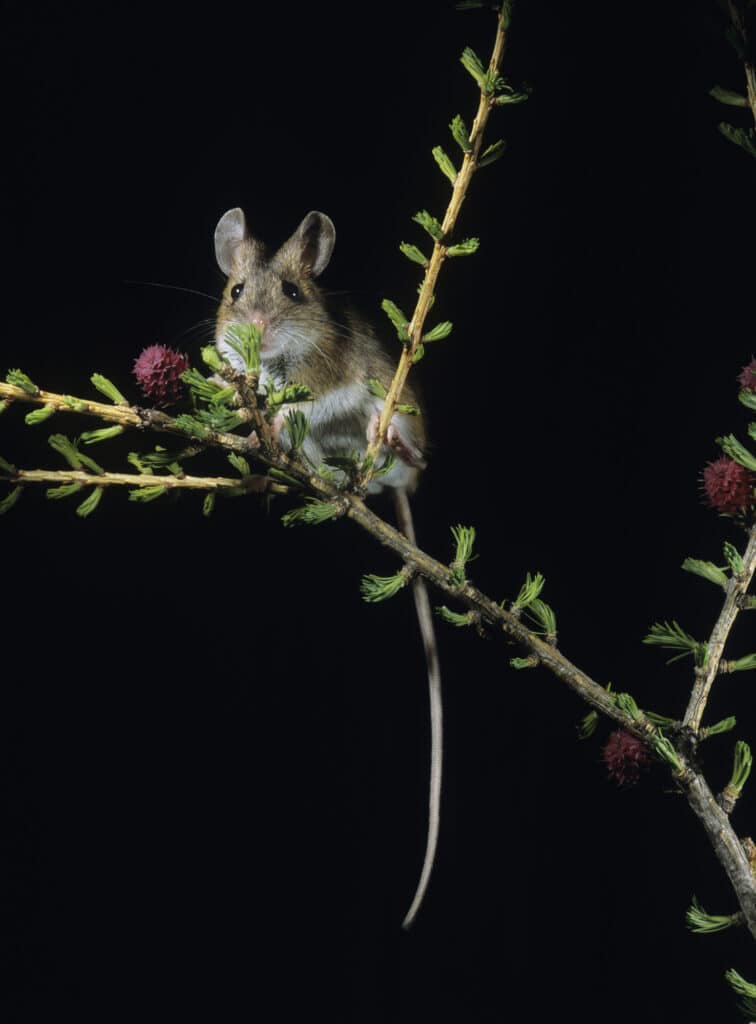 Kangaroo Rat on Twig