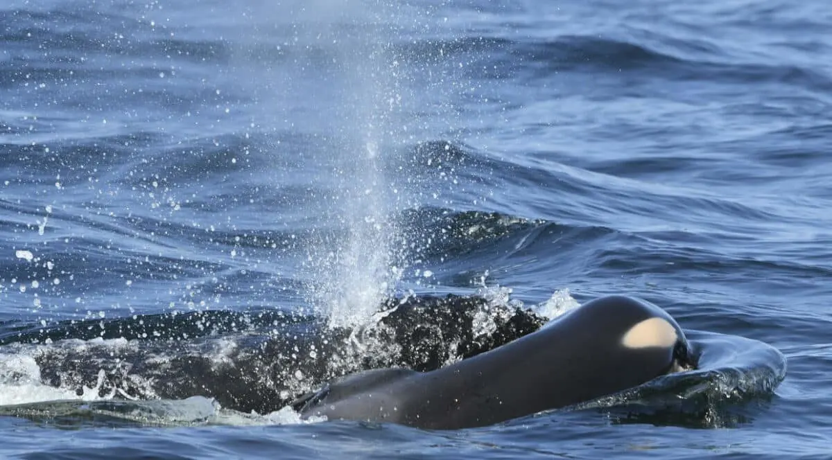 Devasted Orca Mother Carrying Dead Calf