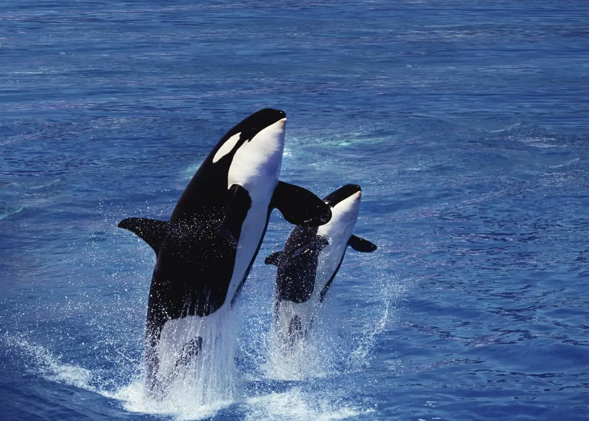 Orca Mother Carries Dead Calf