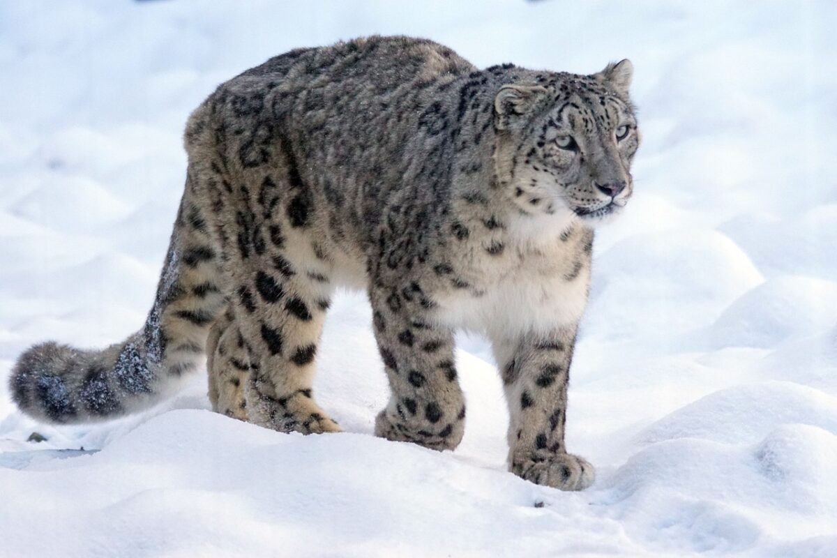 Siberian tiger and snow leopard