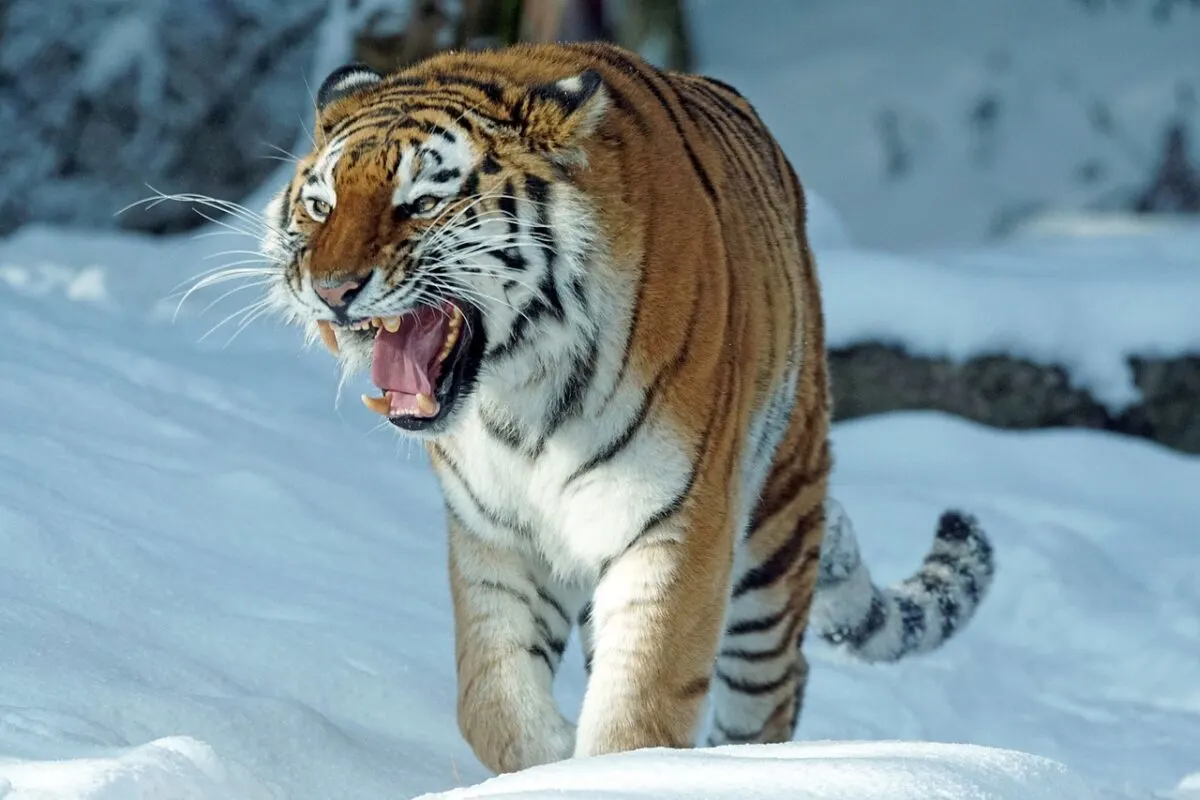 kodiak bear vs. siberian tiger