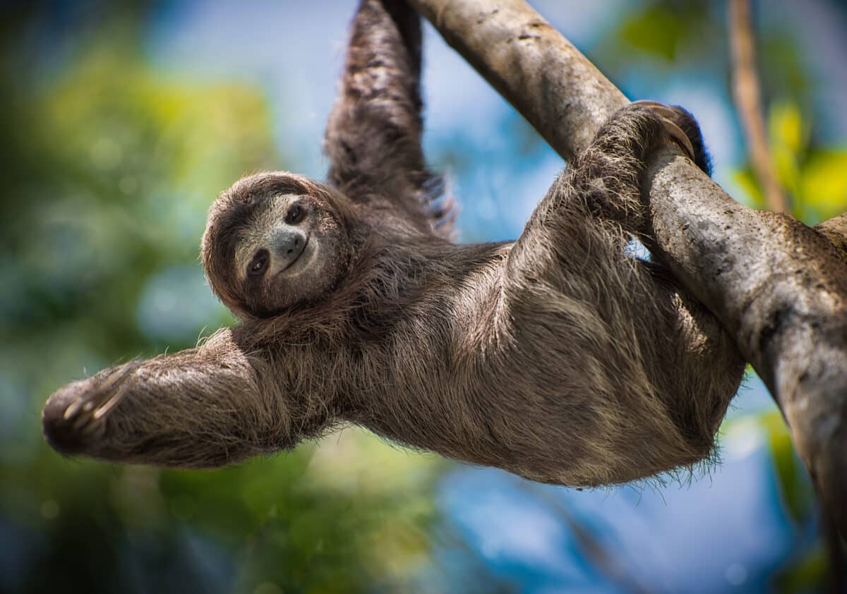 Gentle Sloth