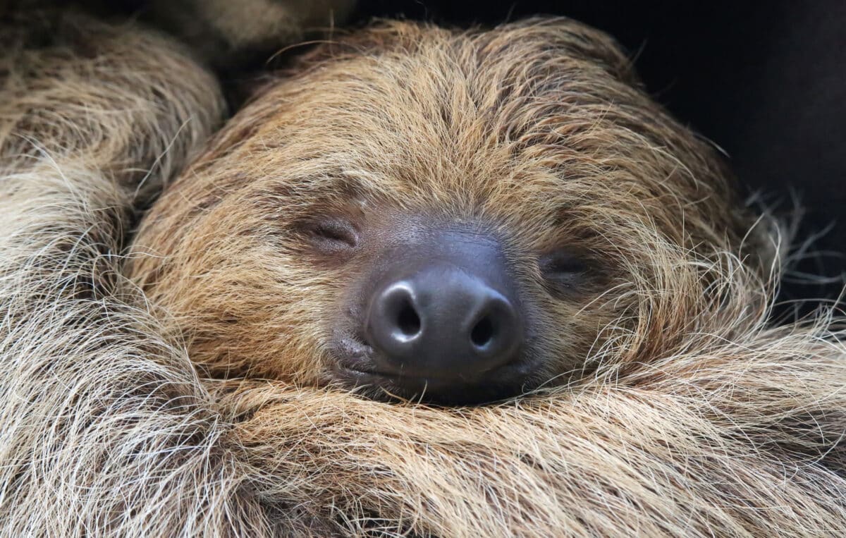 Sloth Mom Extending Her Hand