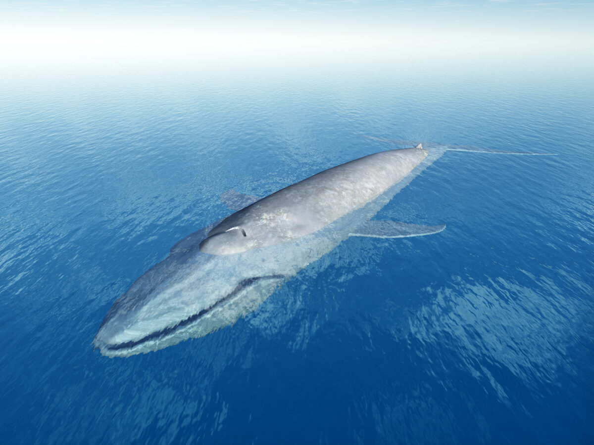 A picture of a blue whale calf swimming in the ocean