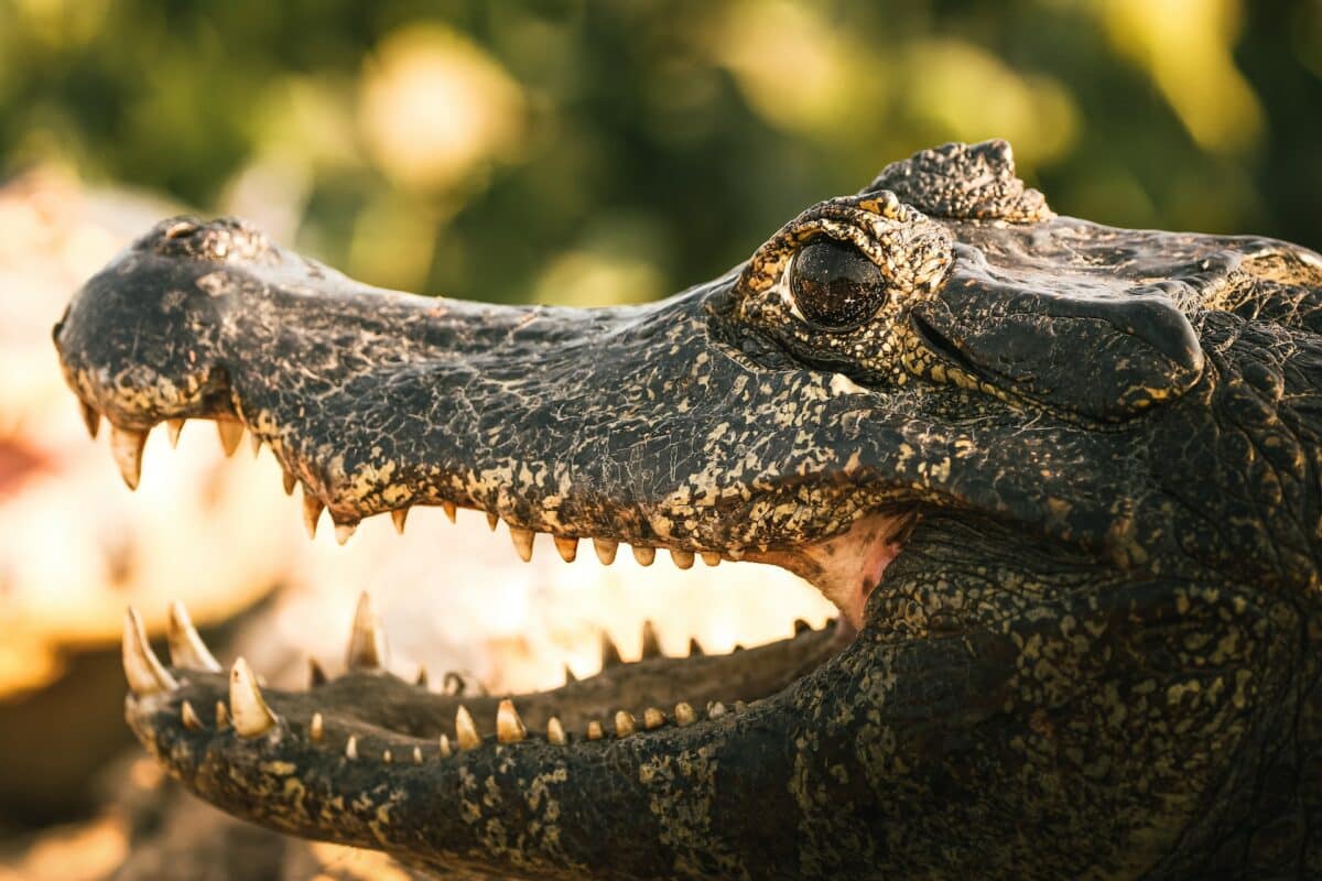 Saltwater crocodile in water