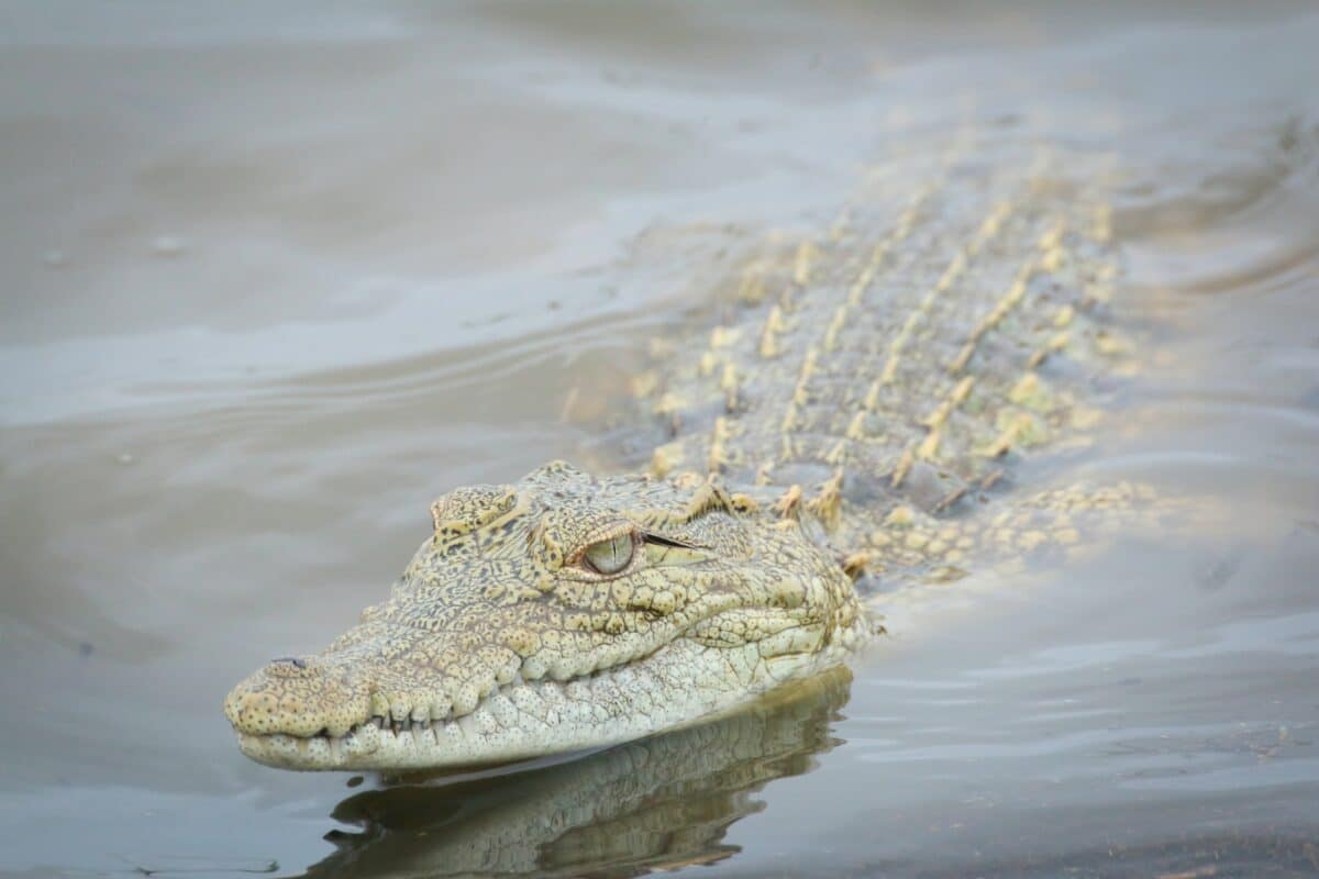 saltwater crocodile