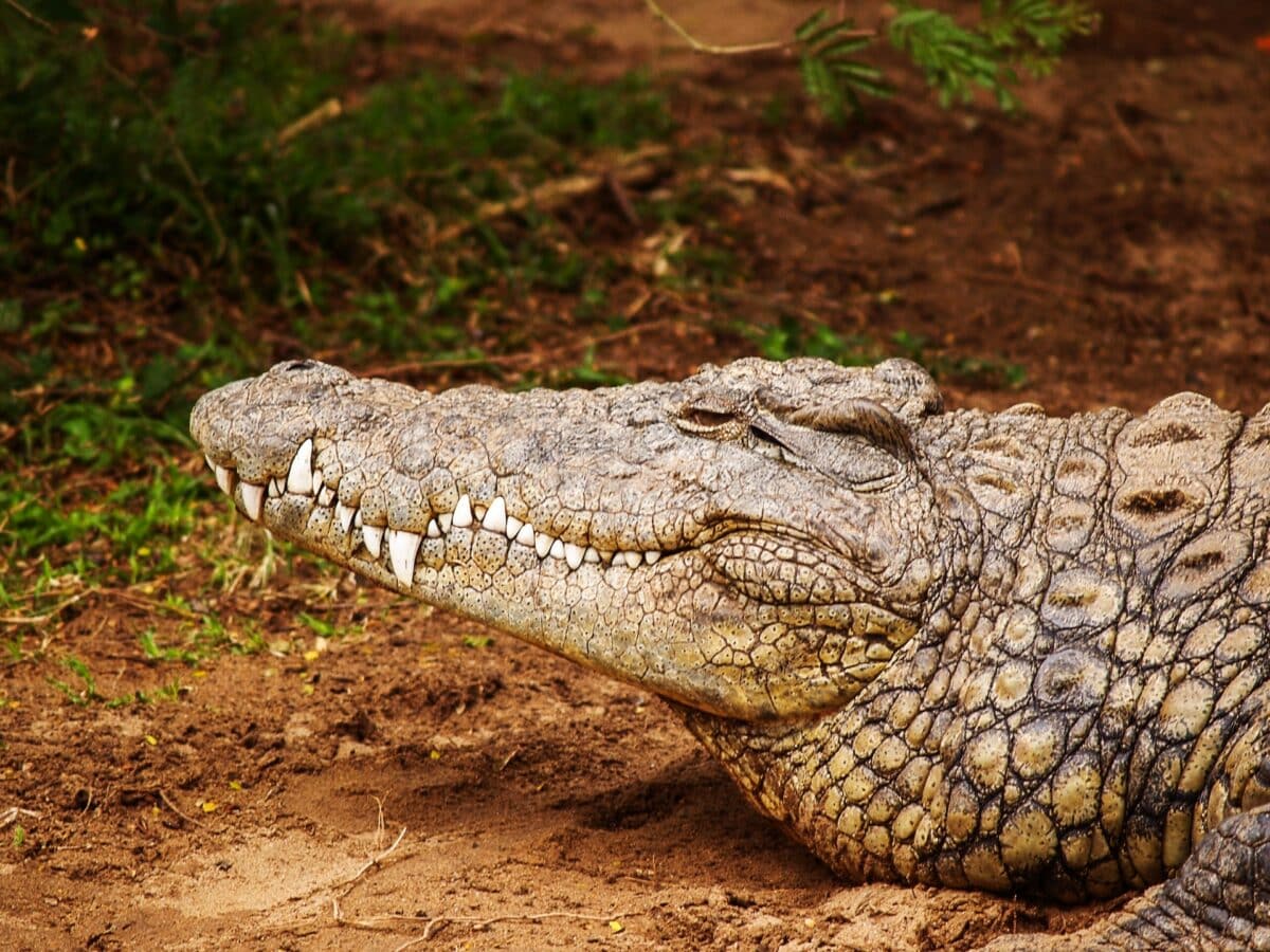 saltwater crocodile vs. african rock python