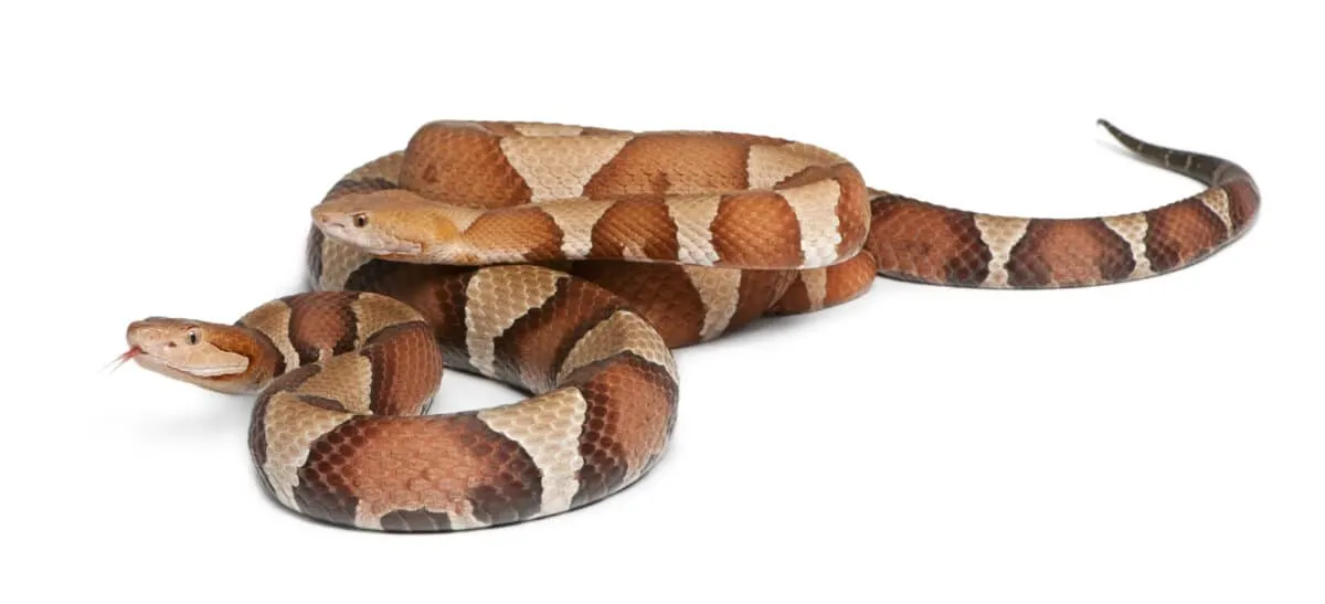 Copperhead Snake