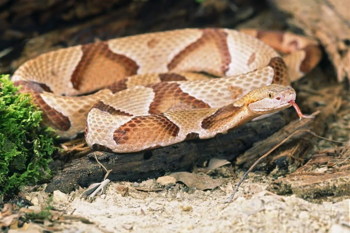 Northern Copperhead