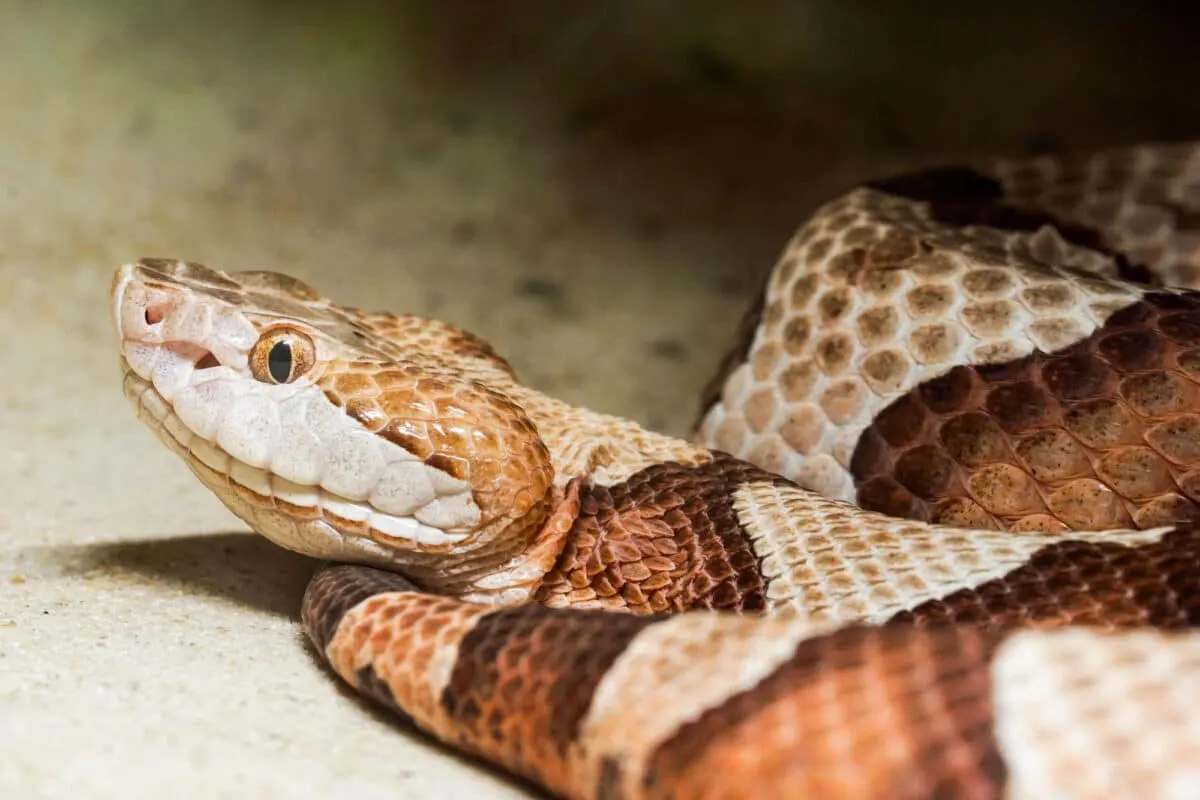 Northern Copperhead