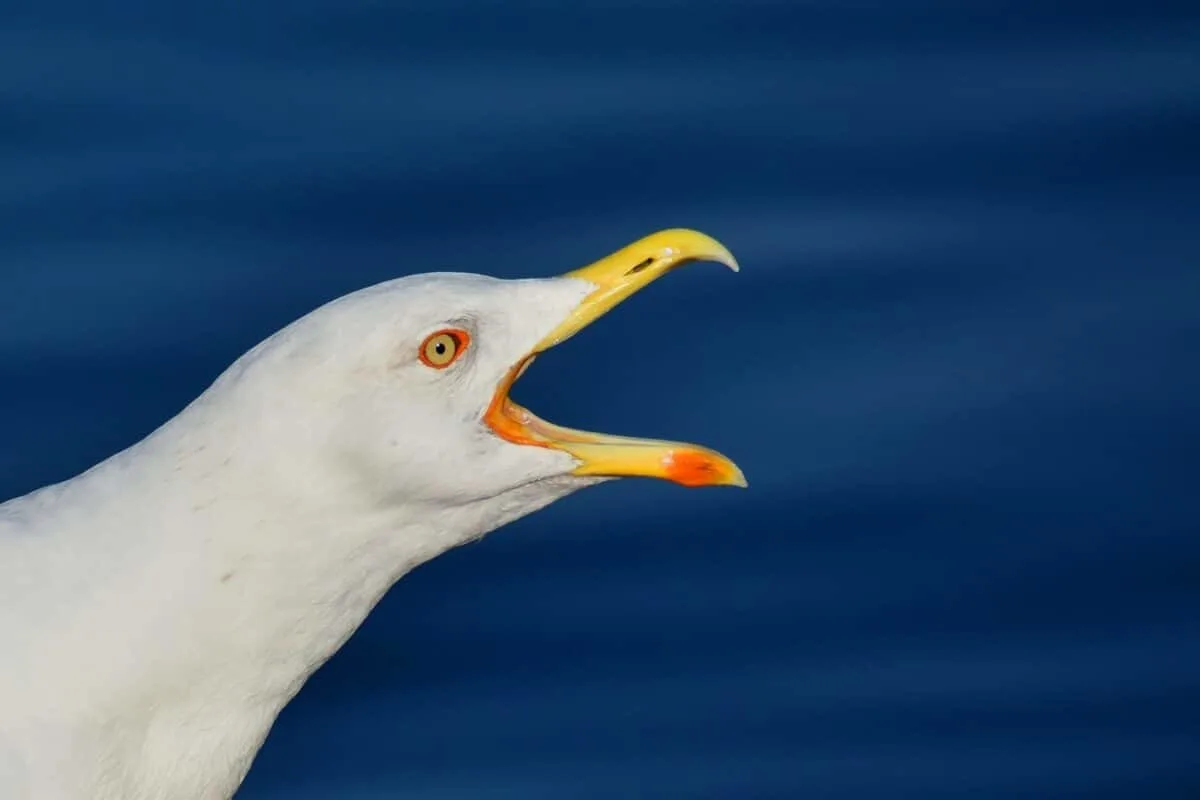 Seagull