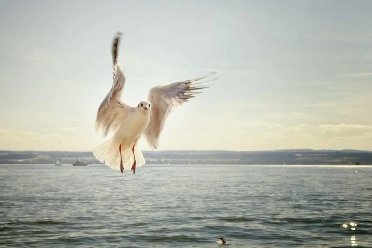 Seagulls Steal Drugs