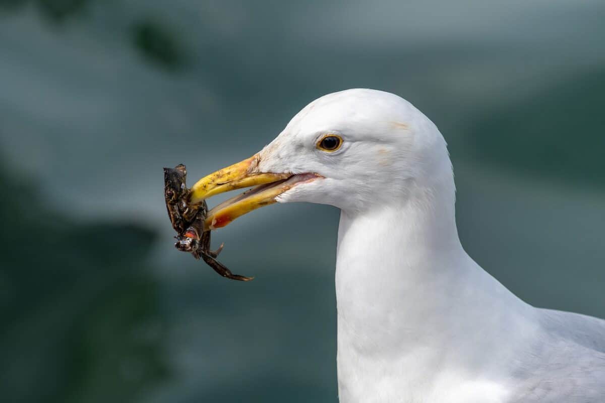 Seagull