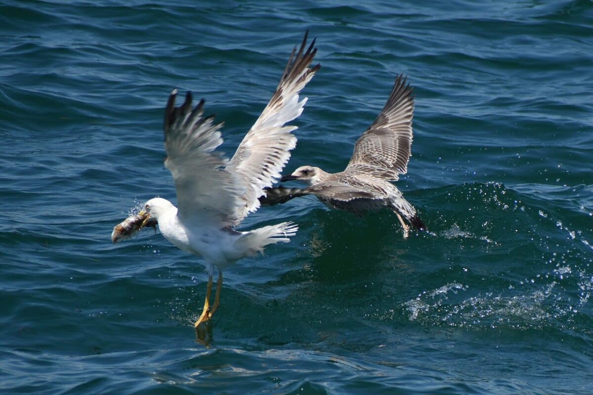 Seagulls