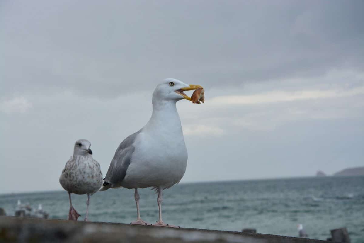 Seagull