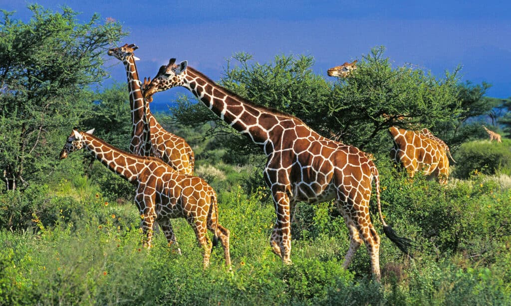 Giraffe and Calf