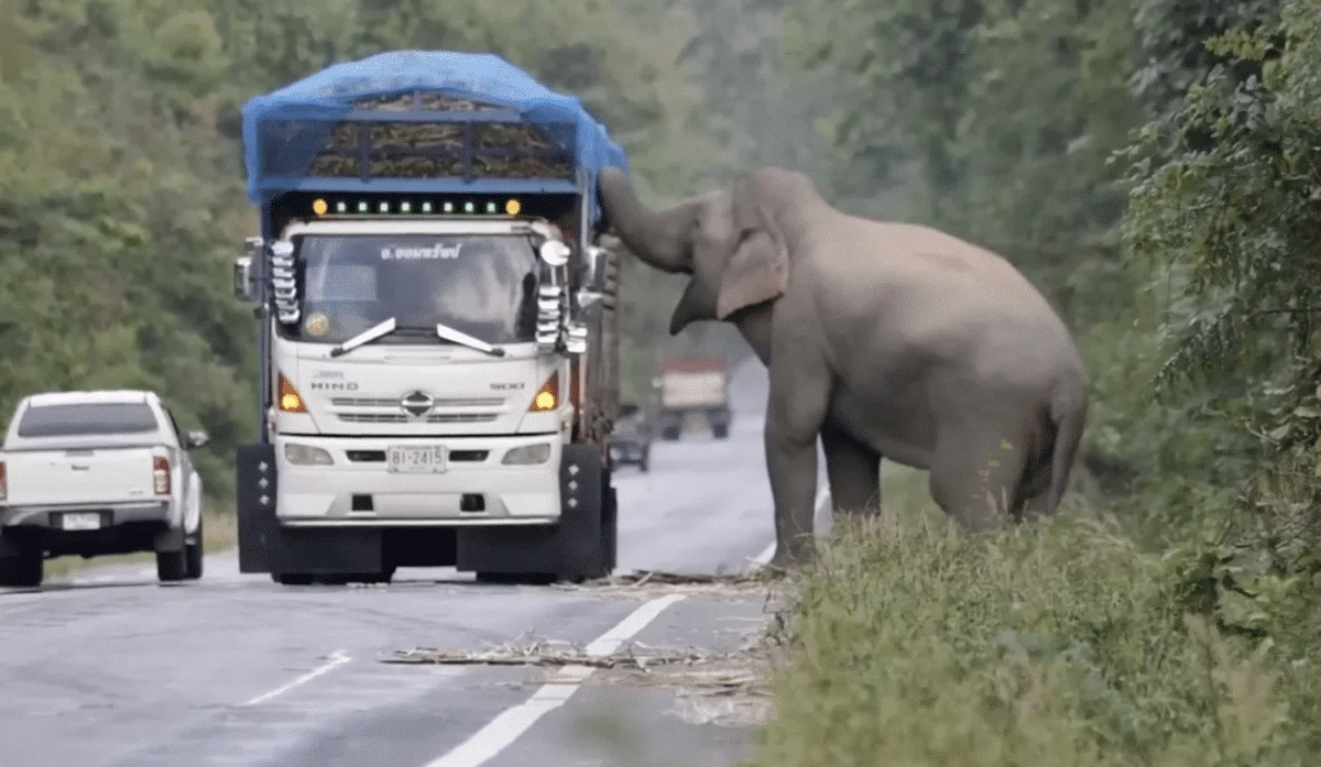 Elephant stealing sugarcane