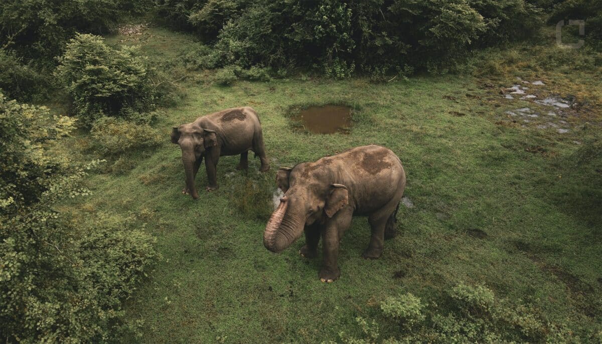 Elephant stealing sugar cane