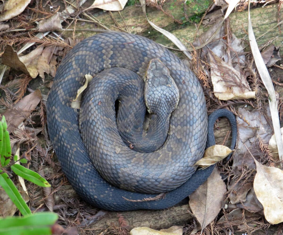 Water Moccasin