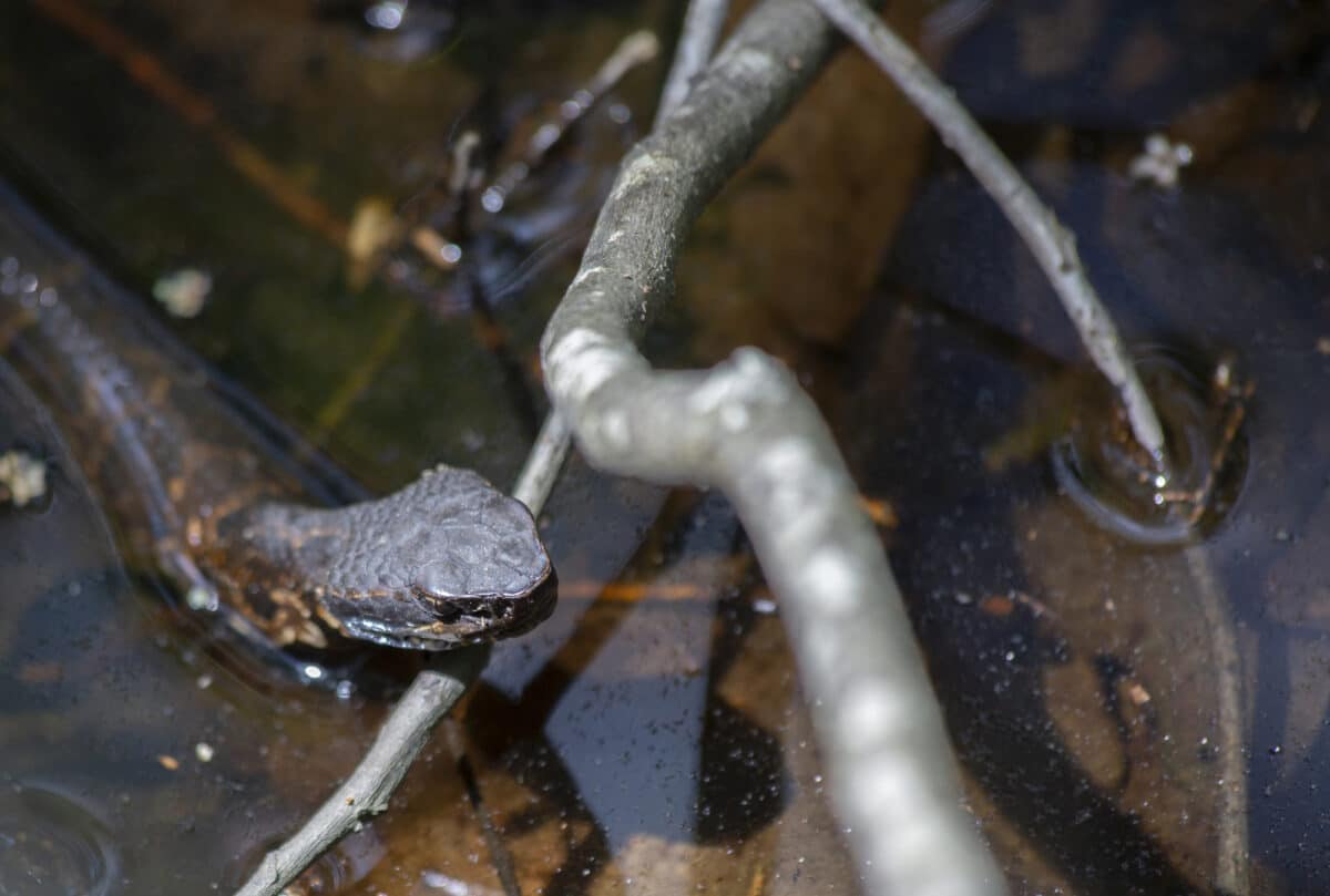 Cottonmouth