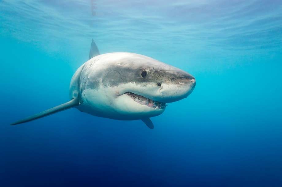 Dusky Shark Eat Our Trash