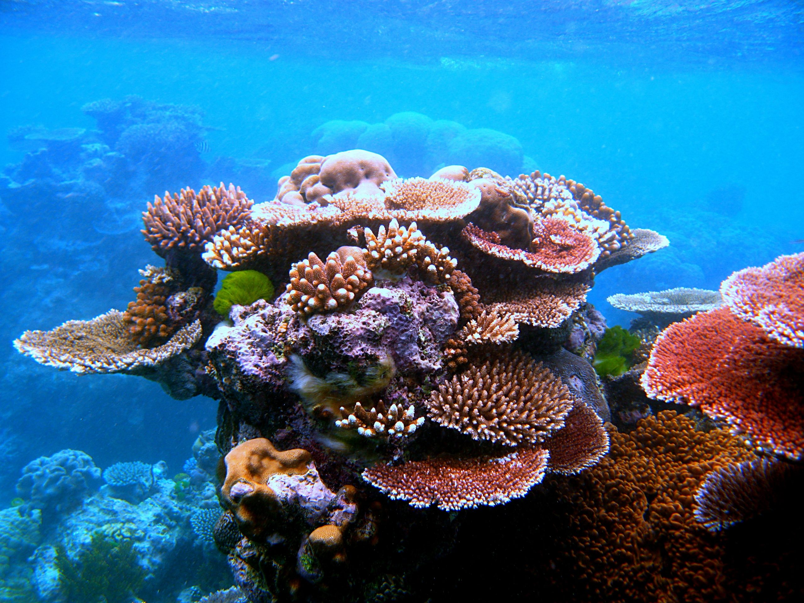 Top 10 Coral Reef Animals