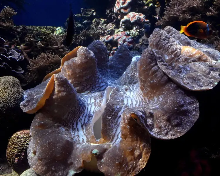 Top 10 Coral Reef Animals