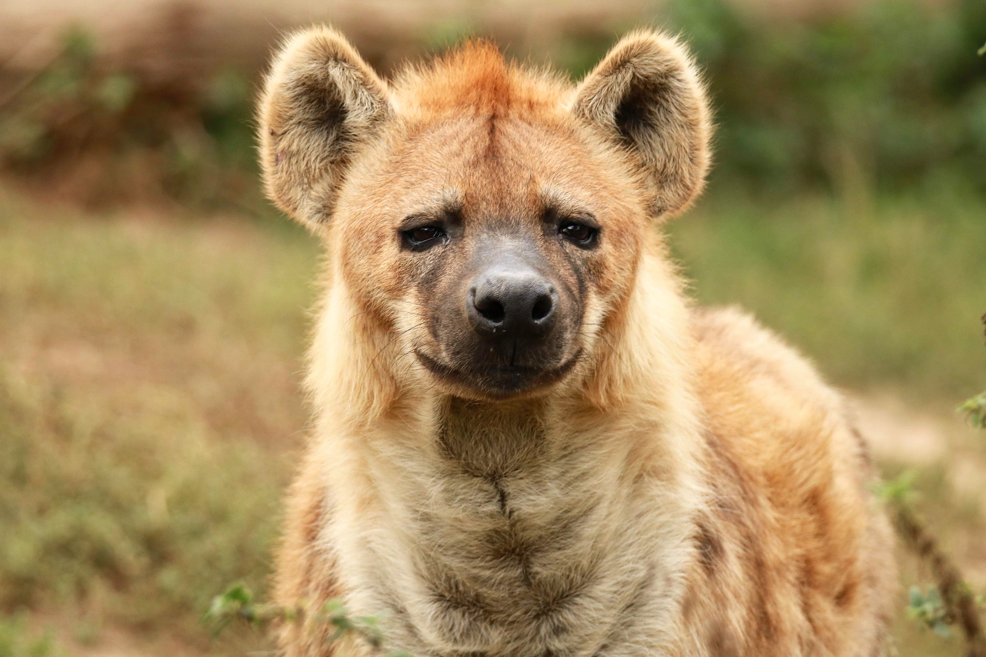 Discover Why Hyenas Laugh and What It Means When They Do