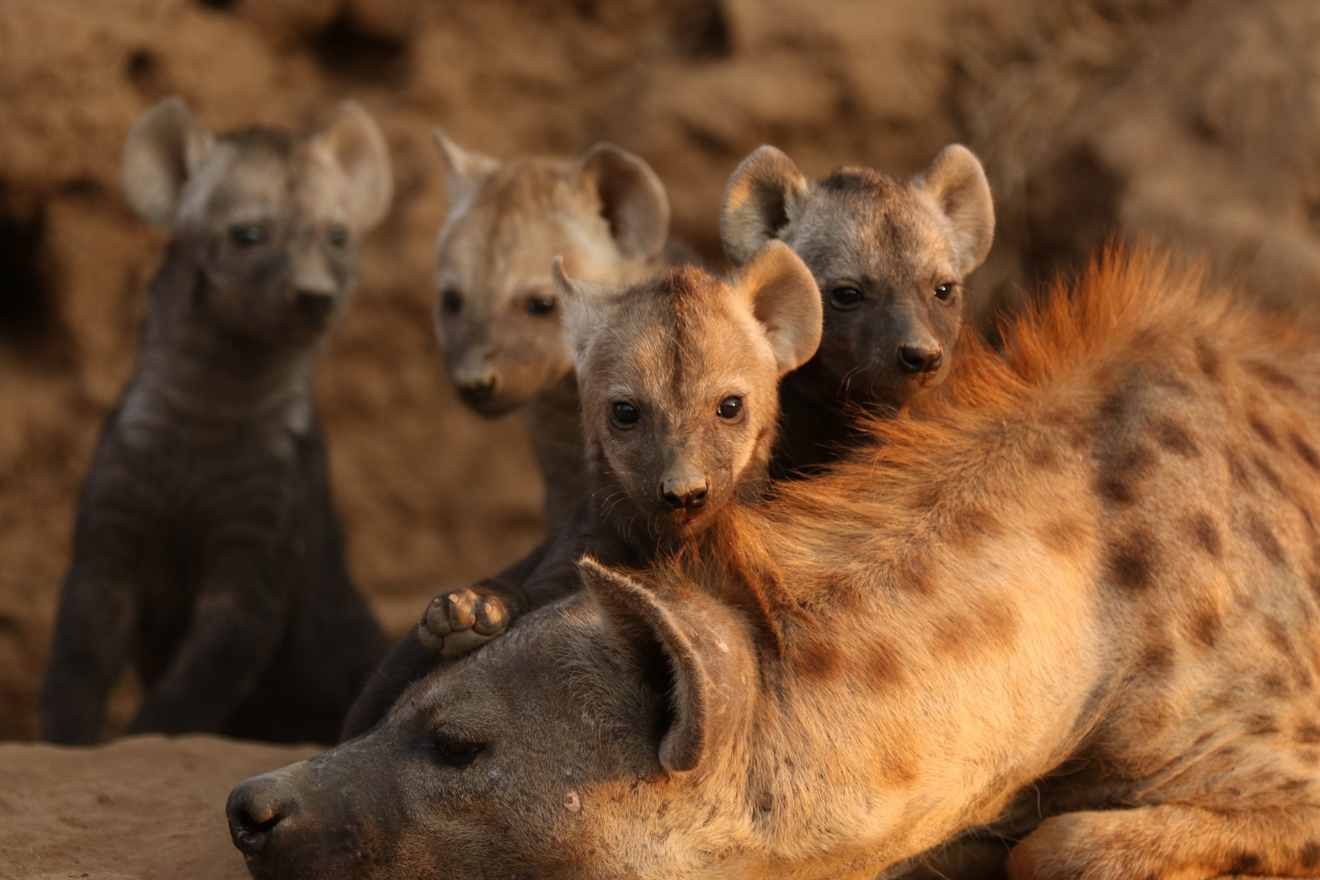 Discover Why Hyenas Laugh and What It Means When They Do