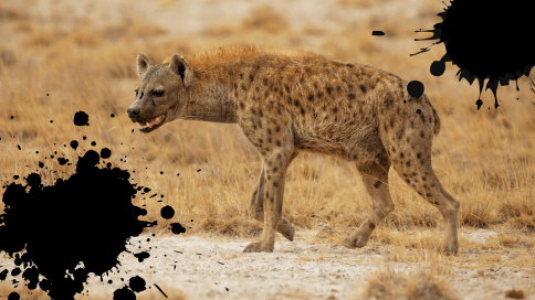 Discover Why Hyenas Laugh and What It Means When They Do