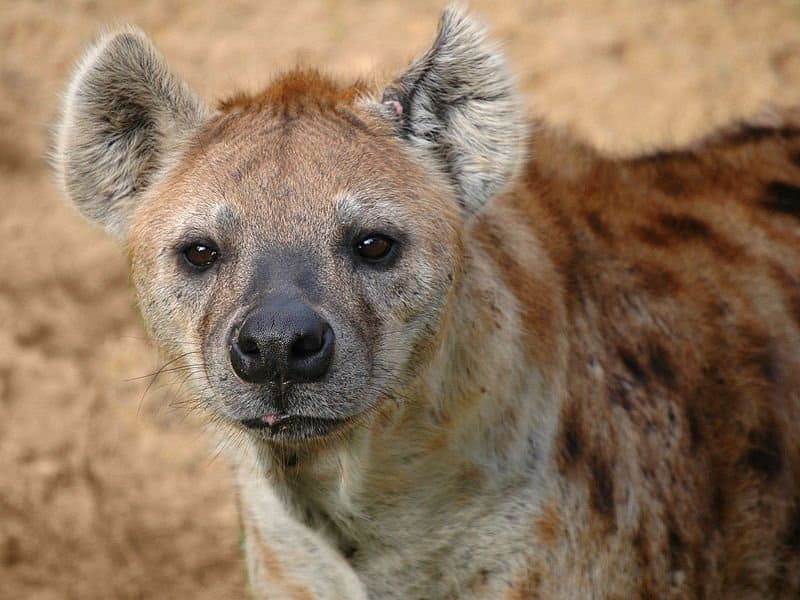 Discover Why Hyenas Laugh and What It Means When They Do