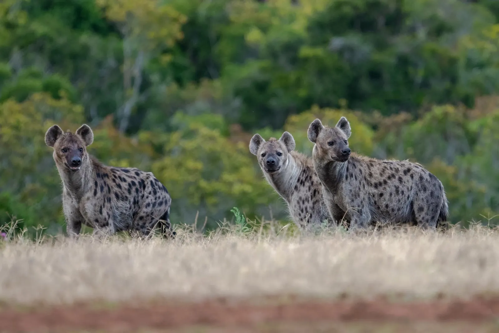 Discover Why Hyenas Laugh and What It Means When They Do