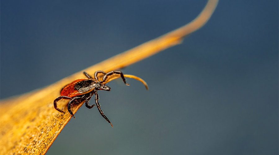 This Tick Can Make You Allergic To Red Meat