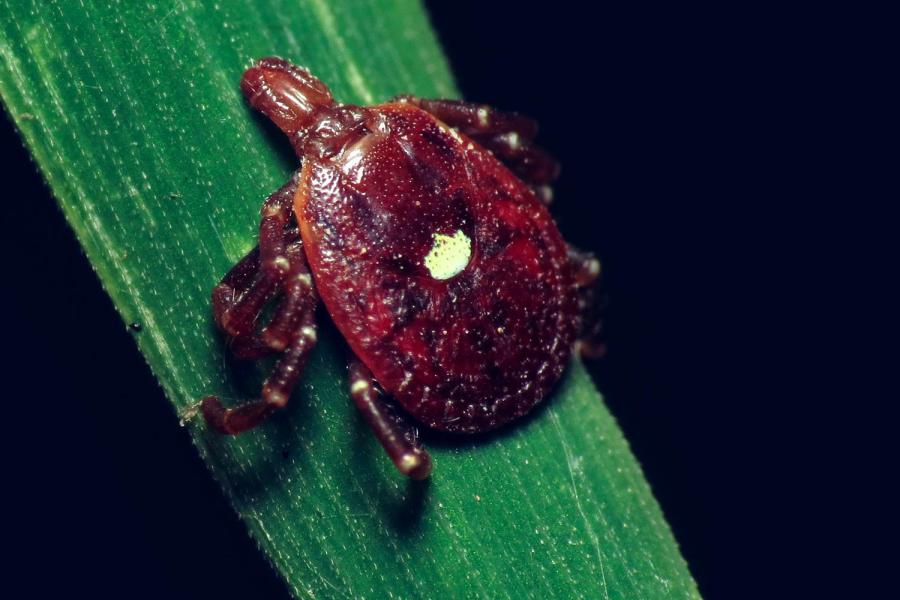 This Tick Can Make You Allergic To Red Meat