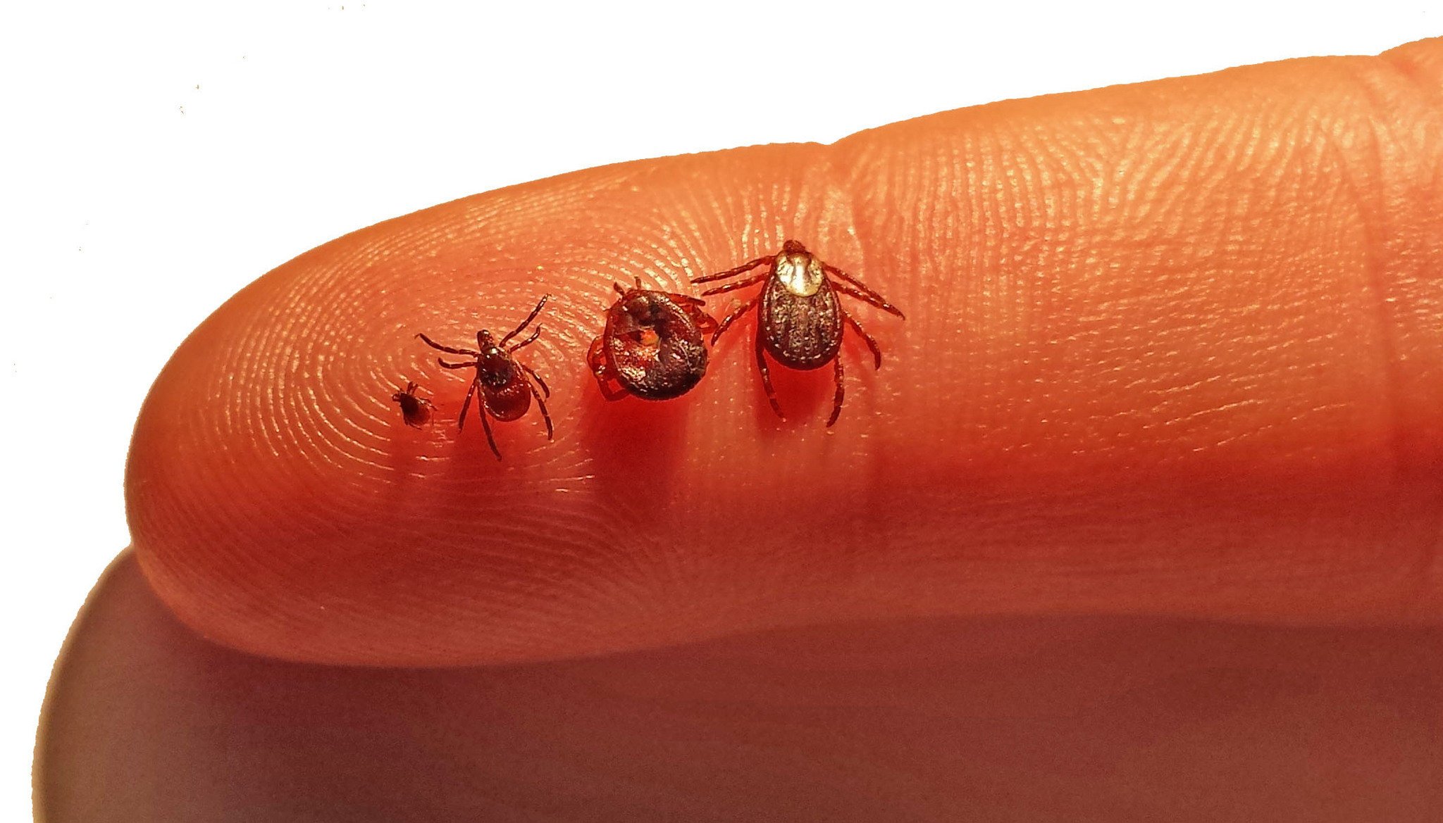 This Tick Can Make You Allergic To Red Meat