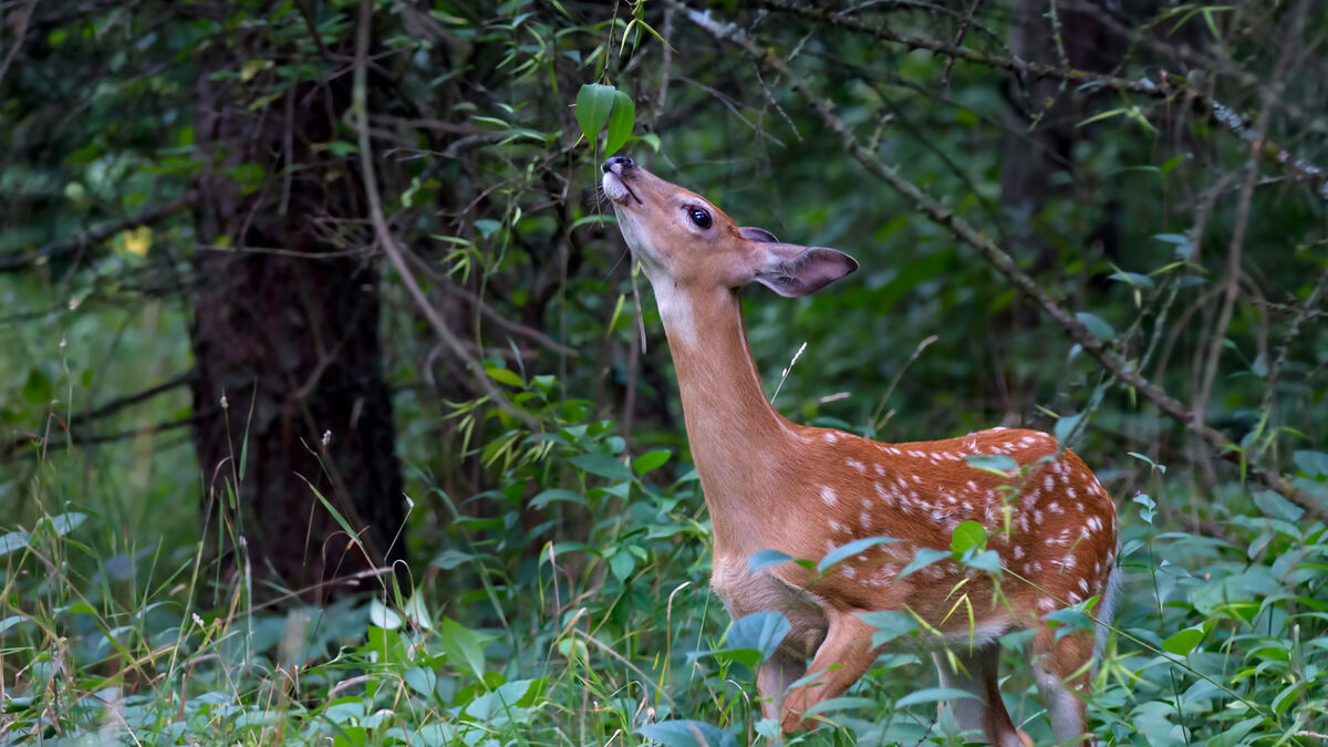 Top 10 Herbivorous Animals