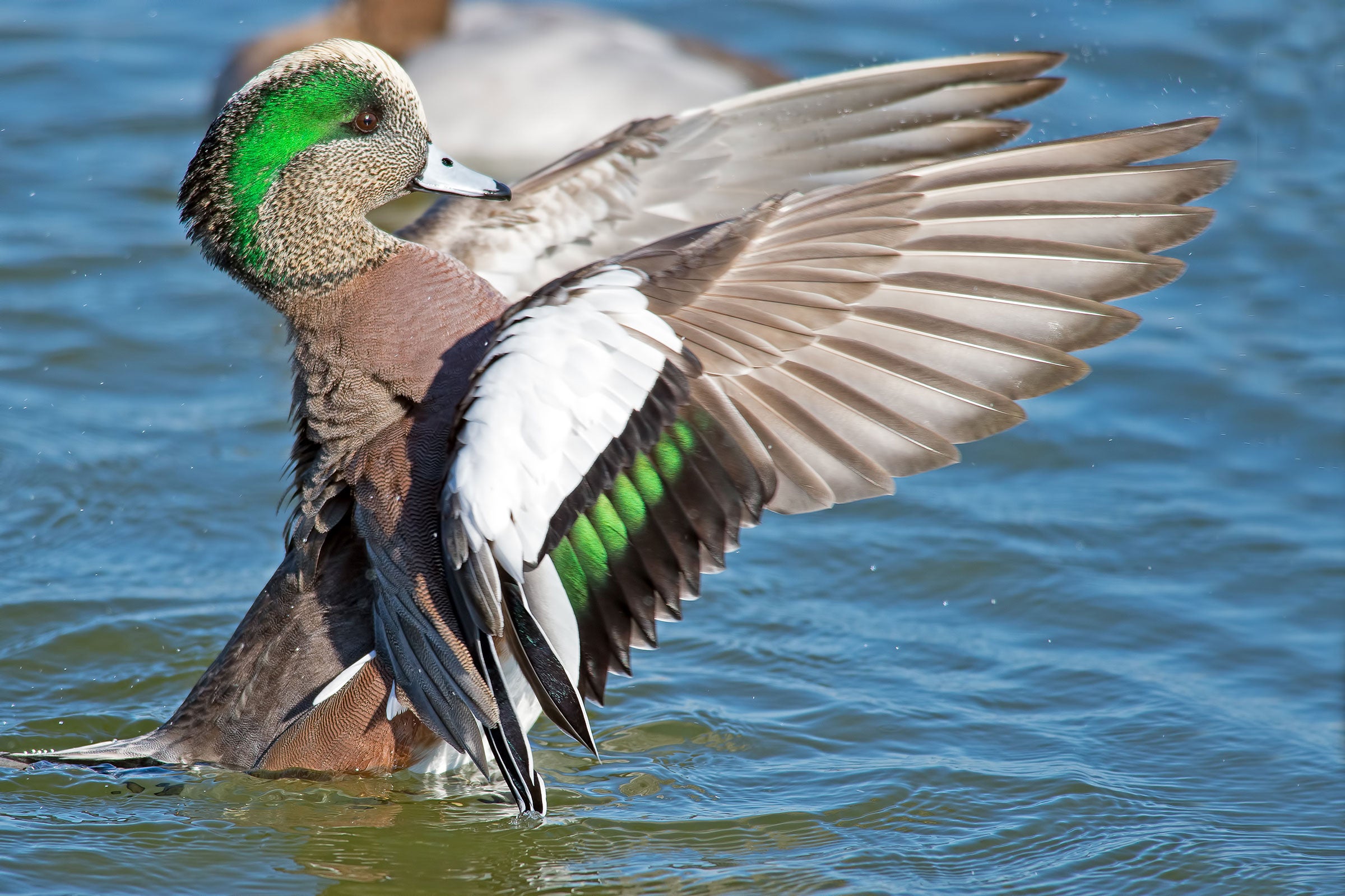 Wigeons Diet, Symbolism, Habitat, and More