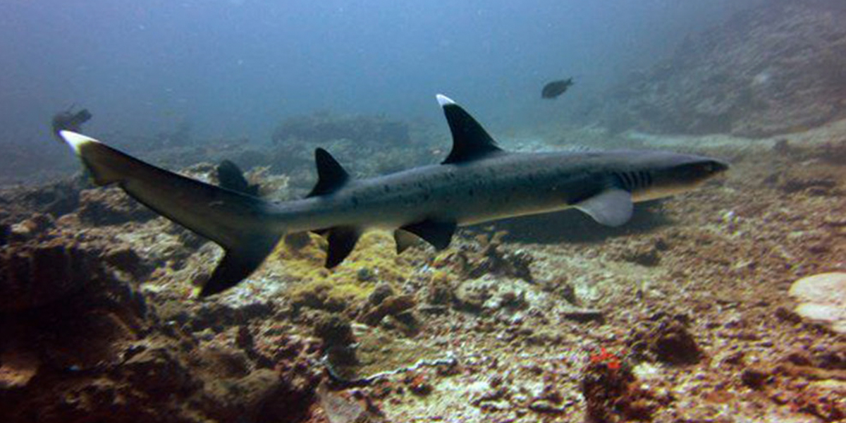 11 Sharks Found in the Maldives – Is it Safe to Swim?