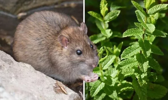 8 Plants That Repel and Keep Mice Expert Guide
