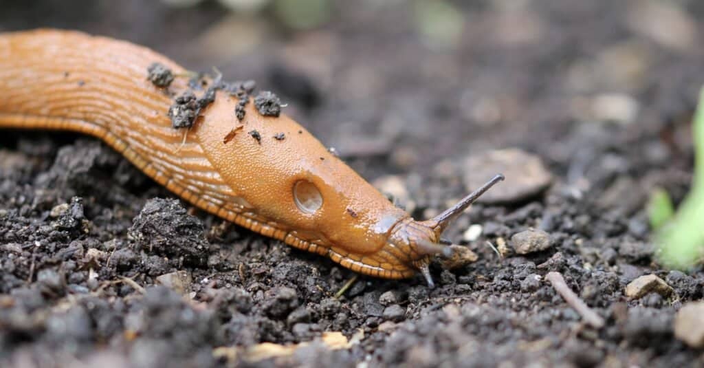 Effective DIY Solutions to Deter Garden Slugs