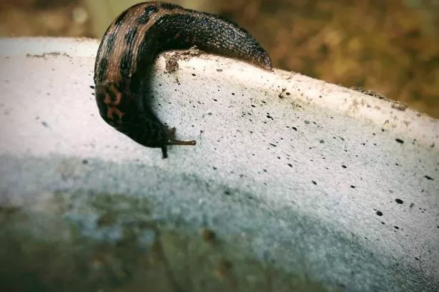 Effective DIY Solutions to Deter Garden Slugs