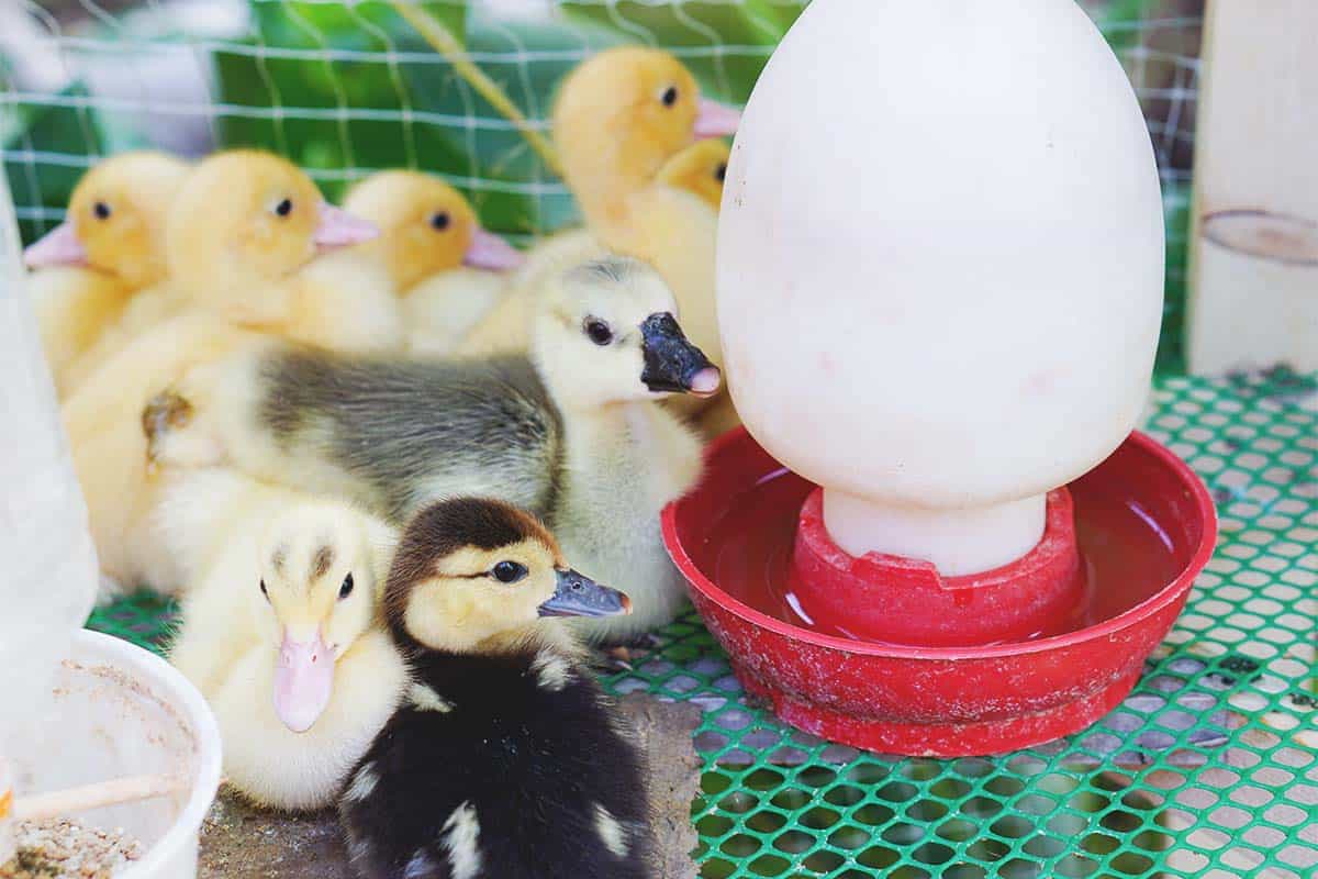 How to Keep Your Brooder Smelling Clean