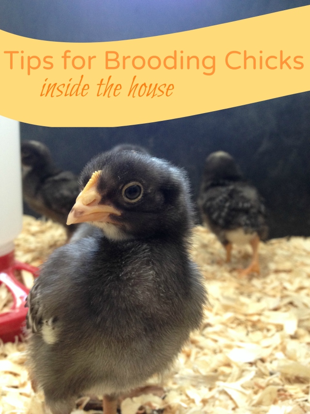 How to Keep Your Brooder Smelling Clean