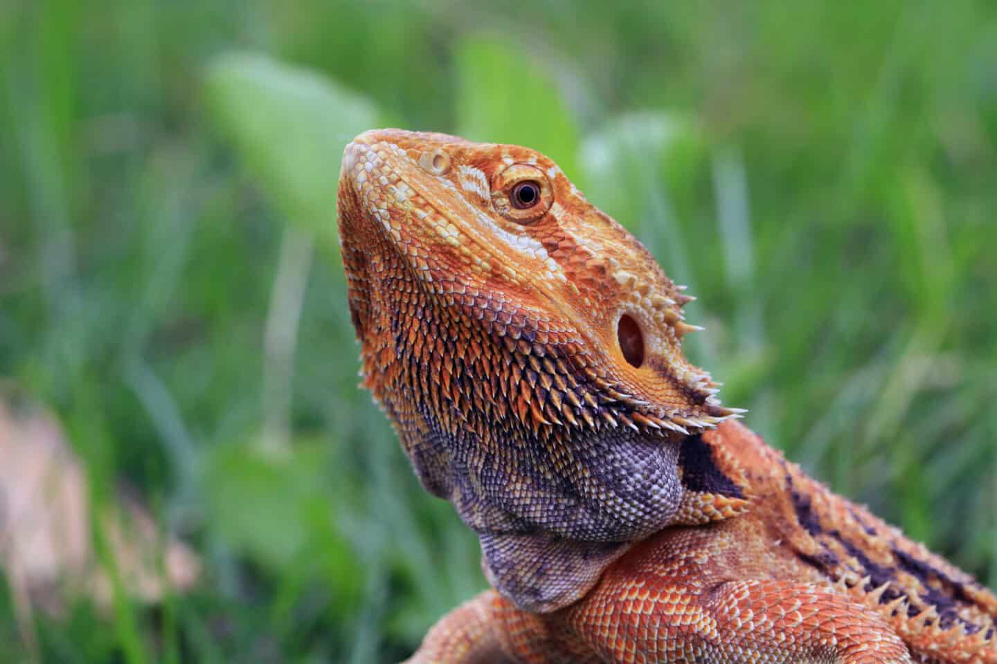 The 10 Best Lizards To Keep As Pets