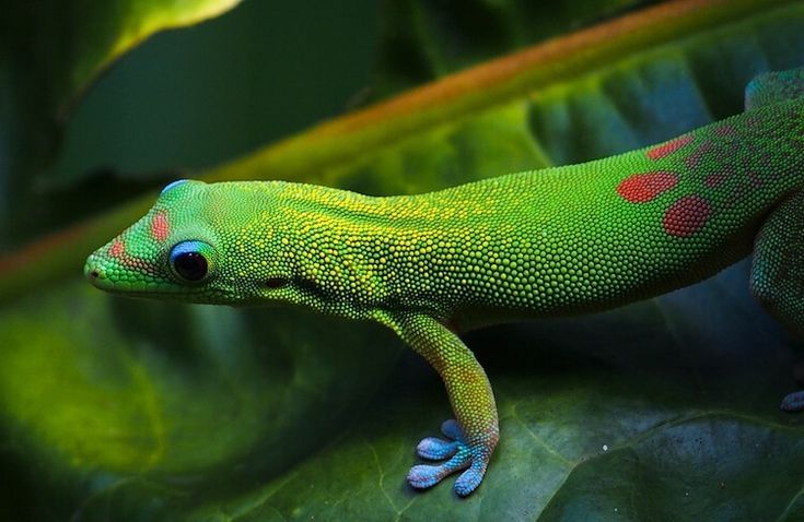 The 10 Best Lizards To Keep As Pets