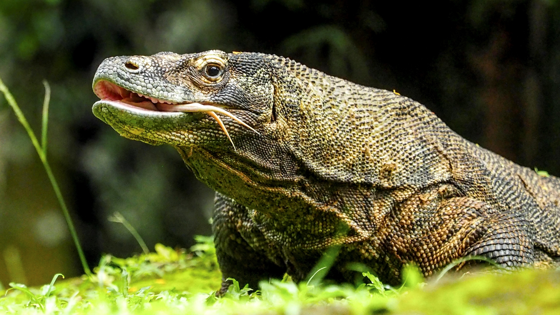 The 10 Best Lizards To Keep As Pets